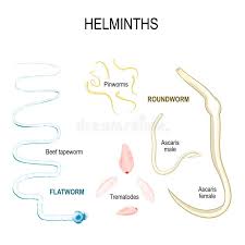 Image result for Helminth