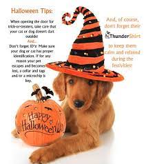 Pin On Thundershirt For Dogs