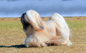 Others, like the alaskan malamute and great pyrenees, shed quite a bit thanks to their thick double coats. 7 Long Haired Small Dog Breeds Glamorous Dogs