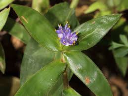 Image result for Cyanotis