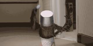 Puppymonkeybaby Gif Gfycat