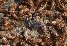 To help his son understand the process of cicada shedding its exoskeleton, chinese dad built a mini studio in the house to film the magica. We Re Back Brood X Cicadas Are Seen Shedding Their Outer Shells After Emerging From Hibernation Daily Mail Online