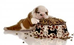 Feeding Your English Bulldog Puppy