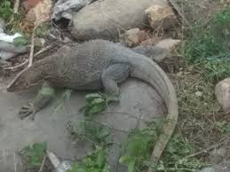 Agama terbesar pertama di dunia adalah agama kristen. Penampakan Biawak Ukuran Besar Di Hutan Bakau Kota Sigli