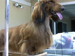 The essential guide with photos. Longhaired Dachshund Grooming New Video Link In Desc Youtube