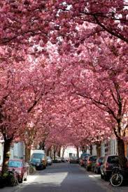 Address, phone number, cherry blossom reviews: Bonn Und Region Cherry Blossom Festival