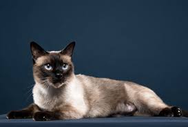In addition to that, it is not if you have allergies, they are also a good choice because they do not shed as much as other cats. Siamese Cat Great Pet Care