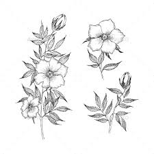 Vintage Botanical Illustration Flower Botanical Illustration Vintage Flower Line Drawings Wildflower Drawing