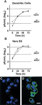 For the marburg virus to infect the host's cell an essential element is needed. Growth And Visualization Of Ebola Virus Ebov And Marburg Virus Marv Download Scientific Diagram