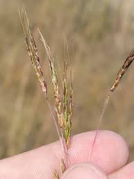 Image result for Hyparrhenia