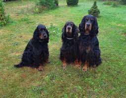 Ob sie einen welpen suchen oder sonstige informationen über setter oder pointer erhalten wollen, hier sind sie richtig. Meine Zucht Von Mentelande Gordon Setter