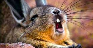 Come per le altre razze animali, anche per i noi cercheremo di dirvi tutto quanto ci è possibile sull'alimentazione dei conigli nani e dei conigli da compagnia! Cura Dei Denti Del Coniglio Nano Limatura E Malattie Dentali Nei Conigli