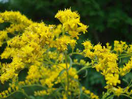 Goldenrod Cooperative Extension Cranberries University Of Maine Cooperative Extension