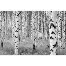 Komar 98 In H X 145 In W Birch Forest Wall Mural Xxl4 023 The Home Depot Wall Murals Forest Wall Mural Mural Wallpaper