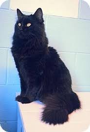 That means the result of a shorthaired cat mating with a longhaired will only be shorthaired kittens. 13 Domestic Black Long Hair Ideas Cats Long Haired Cats Black Cat