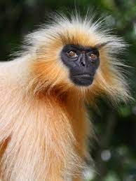Gee S Golden Langur Trachypithecus Geei Rare Animals Monkey Species Unique Animals