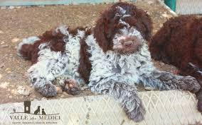 We go to great lengths and expense to protect and provide for the health of both the mom and her puppies during their days with us. Price Puppy Lagotto Romagnolo In Breeding Valle Dei Medici