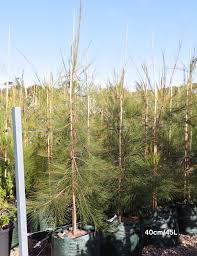 Image result for Casuarina littoralis