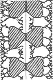 Image result for Triainolepis africana