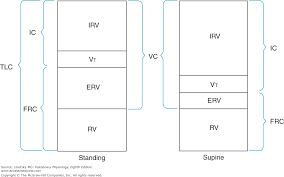 Chapter 3 Alveolar Ventilation Pulmonary Physiology 8e