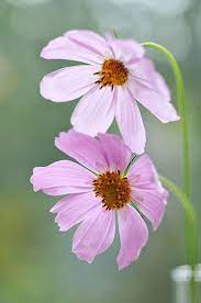 Cosmos Bipinnatus Cosmos Flowers Beautiful Flowers Flower Close Up