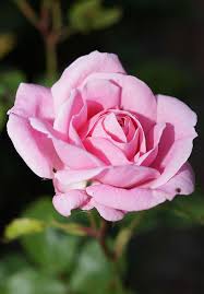 صور خلفيات ايفون كيوت ورد hd 4 good morning rose images blooming rose good morning love