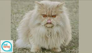 Find the best persian cat price! Pure Persian Cat With Cheap Price 96015 Cats In Peshawar Dealmarkaz Pk