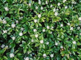 Apr 29, 2020 · consider replacing the turf in problem spots such as shady, hot or rocky areas with a ground cover that thrives under those conditions. Using Ground Cover Plants In The Landscape Billings Hardware Store