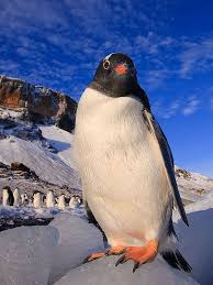 Today Is World Penguin Day How Is Global Warming Effecting Penguin Species In Antarctica Penguin Day Penguin Species Animals Of The World