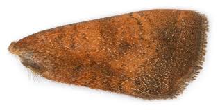 Image result for Noctua interjecta