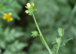 Image result for Bidens bipinnata