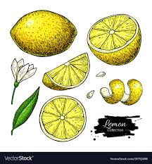 Lemon Vector Drawing Summer Fruit Artistic Illustration Isolated Hand Drawn Slice Blooming Flower Leaves Vegetar Lemon Drawing Drawings Fruit Illustration