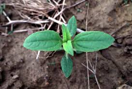 Jerusalem artichokes aren't easy to store well but one of their advantages is that they're quite happy left in the ground until you need them. Ohio Weedguide