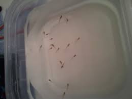This video will help to raise healthy molly fry. Guppy Fry Growth Chart Aquarium Advice Aquarium Forum Community