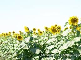 Pentru campania apia 2017 suma totală pentru plăți directe în sectorul vegetal a fost de 1 574 miliarde euro din care ultima oră subvenția apia pe hectar care a scăzut de la 500 de euro ha la 90 de euro ha agroinfo ro. Subventia Pe Suprafata 41 De Articole In Agroromania Ro