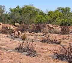 Image result for Myrothamnaceae