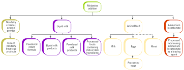 Flow Chart Of The Melamine Contamination Chain From