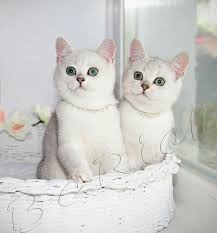 Black Silver Shaded Scottish Folds Straight Eared