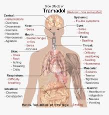 B) free body diagram of point p; Side Effects Of Tramadol Human Body Diagram Hd Png Download Kindpng