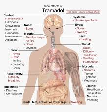 A climber in russia's kamchatka peninsula wears a gas mask to keep noxious volcanic fumes out of his lungs. Side Effects Of Tramadol Human Body Diagram Hd Png Download Kindpng