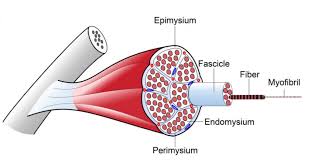 Compact bone consists of closely packed osteons or haversian systems. Cartilage Bone Muscle Histology Notes Medical Histology Jacobs School Of Medicine