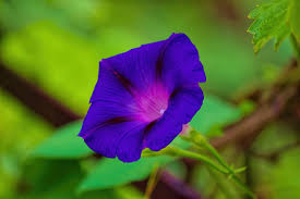 Image result for Ipomoea violacea