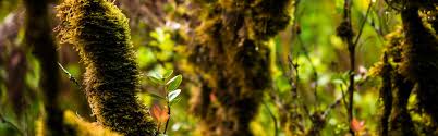 Check spelling or type a new query. Rapid Ohia Death Saving Ohia Trees Go Hawaii