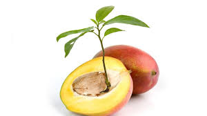 Fill the container with a well draining potting mix. How To Grow Mango Tree From Seed Faster Growing Mango Trees Youtube