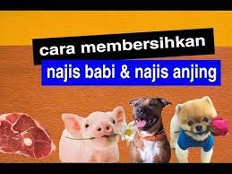 Check spelling or type a new query. Cara Membersihkan Najis Babi Najis Anjing Youtube