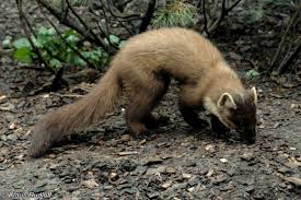 Image result for kuna lesní obrázky