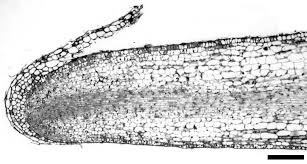 Image result for Tristicha trifaria