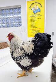 The wyandotte chicken with the silver laced wyandotte chicken being the first one of all recognized variety today. Black Laced Silver Wyandotte Chicken For Sale Show Type Cackle Hatchery