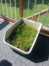 Add fences around delicate areas Real Grass Sod Dog Potty Or Litterbox Diy Step 1 Get Two Jumbo Cat Boxes Or Shallow Plastic Storage Boxes And Drill Sma Dog Potty Diy Dog Stuff Dog Potty Box
