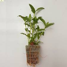 Image result for Floscopa sp.no.1